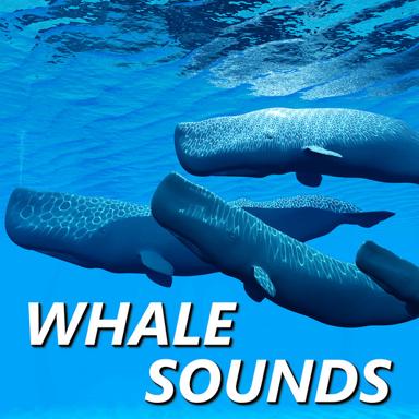 Gentle Whale Sounds - Whale Sounds